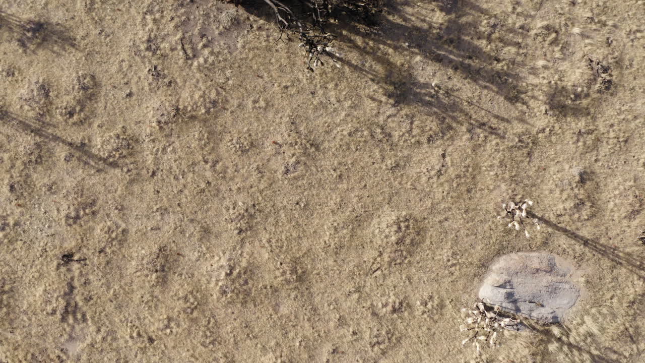 건조한 사막 땅에 쓰러진 불타버린 조슈아 나무의 위에서 아래로 보이는, 늦은 오후 빛에 긴 그림자를 던지는