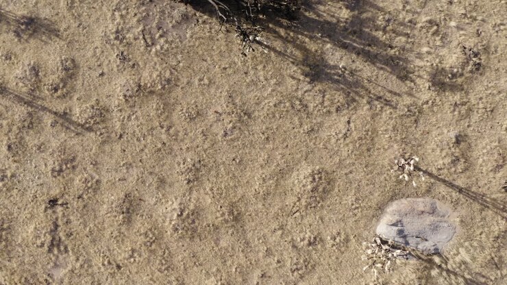 Aerial top-down view of a fallen burnt Joshua Tree on the dry desert ground, casting long shadows in the late afternoon sun