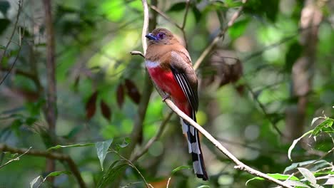 the red-headed trogon is a confiding medium size bird found in thailand