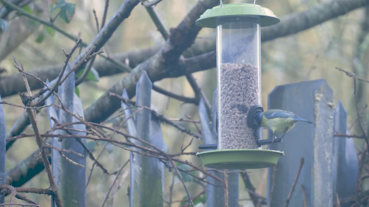 파란  ⁇ 이 새 먹이를 먹습니다.