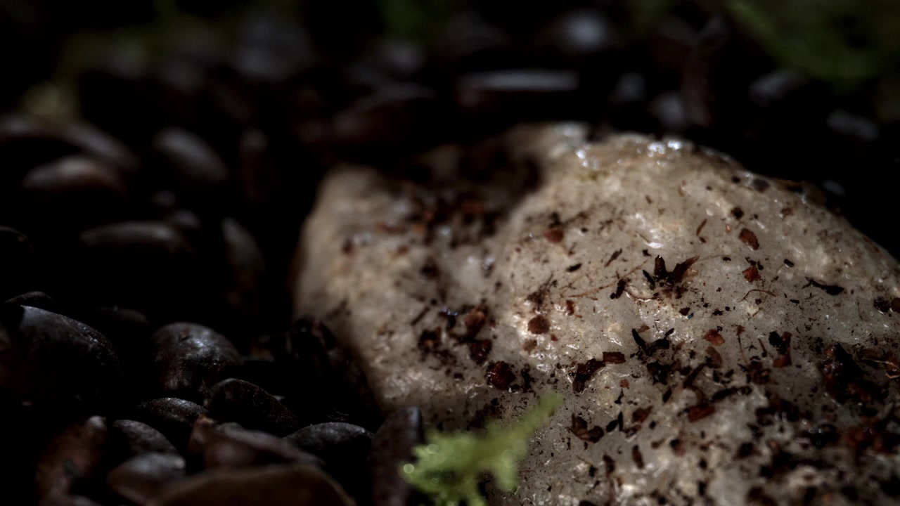 Kaffebønner som faller ned på et jordaktig, naturlig skogbunn, makro i sakte film.