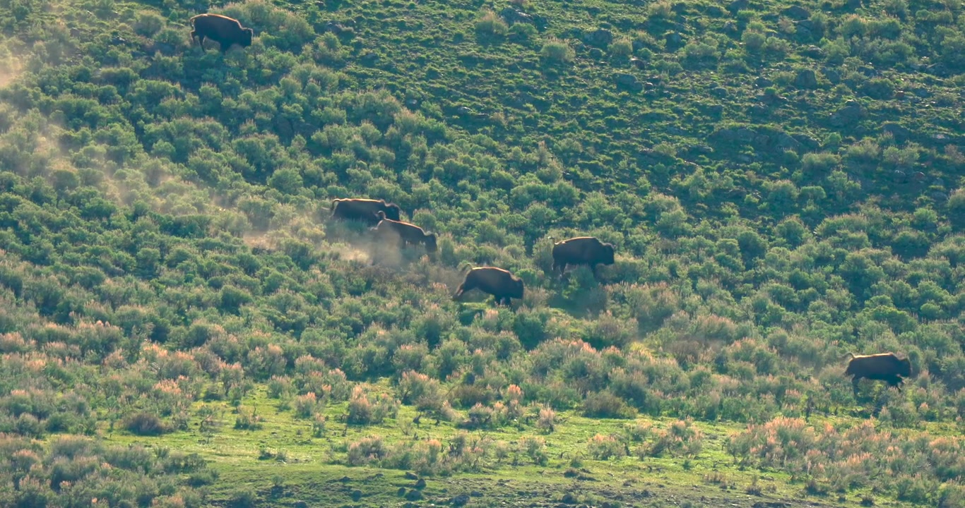 Shot in Lamar Valley, Yellowstone National Park. A herd of bison are running down a hill, with dust being kicked up behind them dramatically.