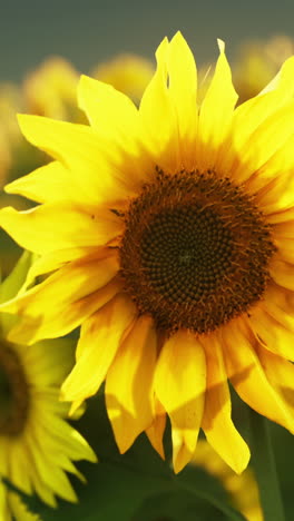 close-up of a sunflower in a field