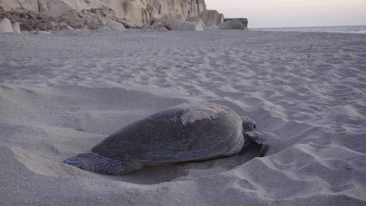 tortuga cubriendo el nido con arena en la playa del golfo de omán