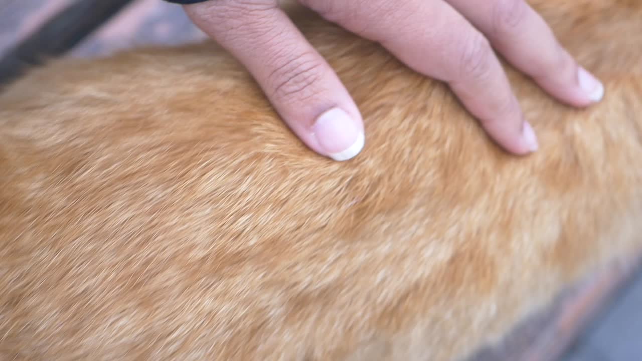 la mano tocando el pelaje de un perro