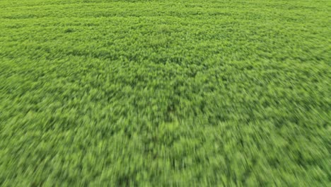 aerial view, flying low over abundant lush green farmland vegetation