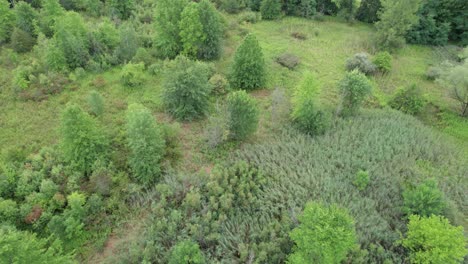 Fliegen-Tief-über-Baumplantage,-Friedliche-Grüne-Landschaft,-Ohio,-Usa