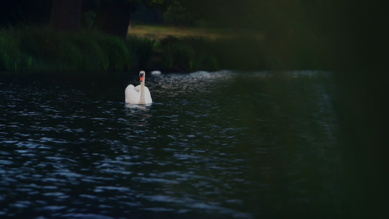 Majestic white swan swims lonely on lake surface in British forest, bokeh shot