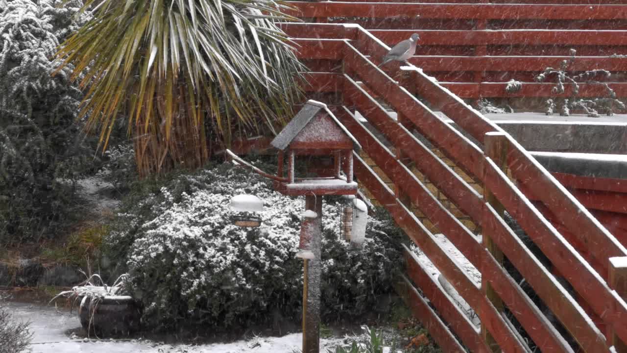 폭설이 내리는 동안 정원에서 모이통을 사용하기에는 너무 큰 비둘기
