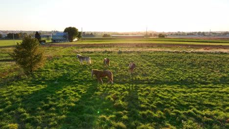 Grupo-De-Caballos-En-Pastos-De-Pradera-Verde-A-La-Hora-Dorada