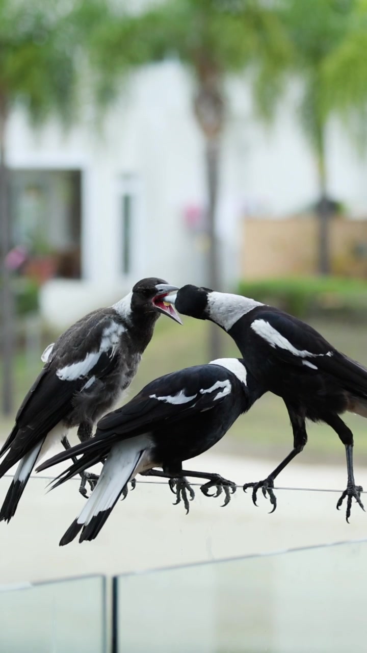 Series of magpies communicating and moving together