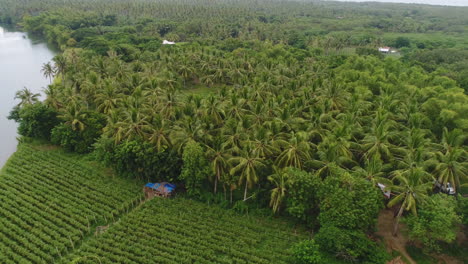 Orbit-Luftaufnahme-Einer-Großen-Kokosnuss-Farm-Plantage-Neben-Einem-Fluss-In-Der-Provinz