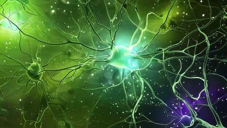 Illustration of a Neuron and its Branches