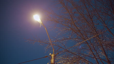 streetlight glowing brightly at dusk, illuminating bare tree branches and shimmering wires against deep blue evening sky, creating a tranquil winter atmosphere