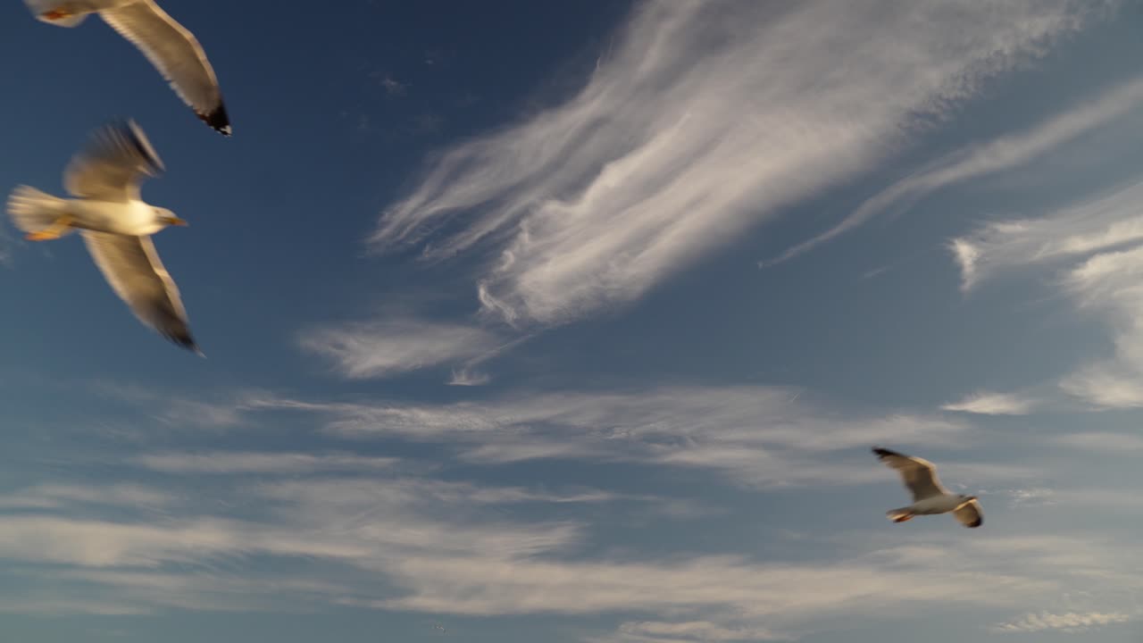 Flock of seagulls flying high in background of blue and white sky