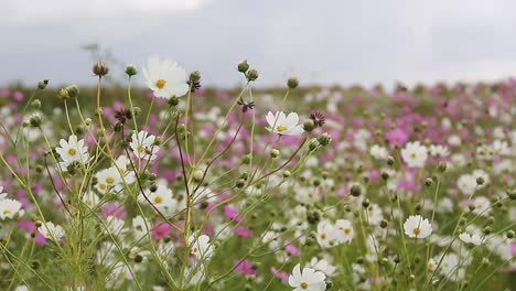 las flores del cosmos bailan en la brisa 1