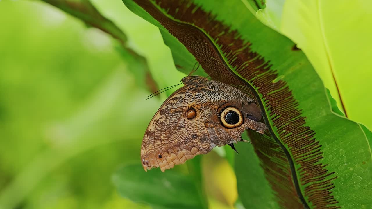 Detailed close-up of owl butterfly with eye-like wing spots in tropical green