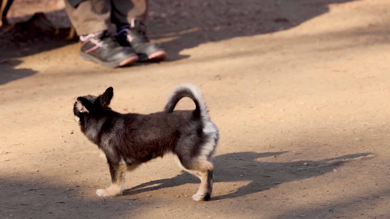 두 개가 대외에서 상호 작용하고 놀고 있습니다.