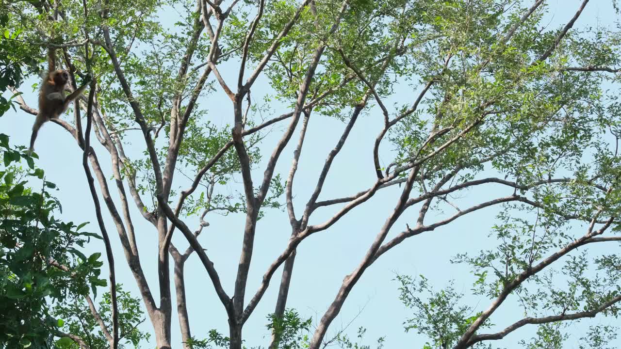 프레임의 왼쪽에 매달려 다리를 쭉 뻗은 다음 사라짐, lar gibbon hylobates lar ultraman, kaeng krachan 국립 공원, 태국