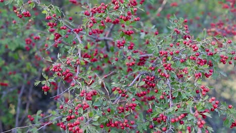 arbusto lleno de frutos de té rojo