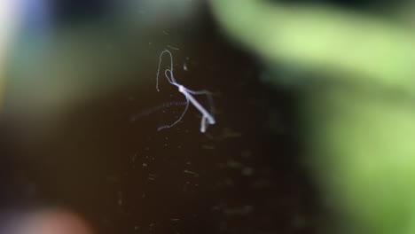 hydra detaches from aquarium glass and moves