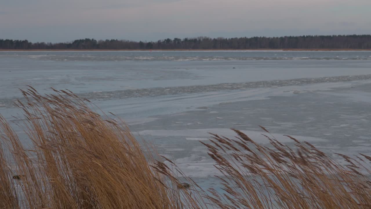Tuulessa huojuvat kaislat osittain jäätyneen järven edessä, metsä taustalla horisontissa.