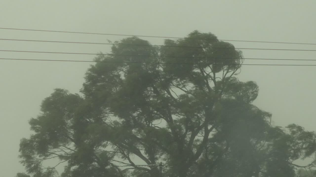 gran árbol de goma en la tormenta mucho viento relámpago australia victoria gippsland maffra tiro medio