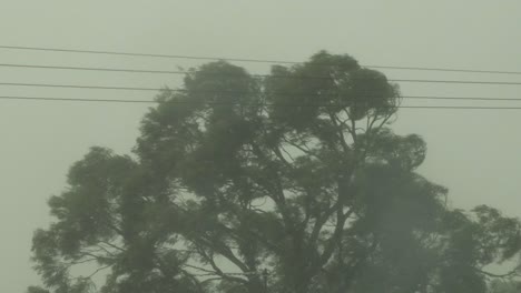 big gum tree in thunderstorm lots of wind lightning flash australia victoria gippsland maffra medium shot