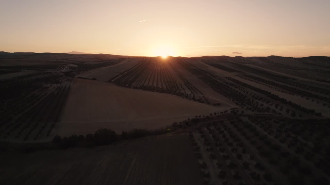 campos de cultivos de olivos con el sol al fondo bajo un cielo dorado al atardecer
