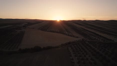 fields of olive crops with the sun in the background under a golden sky at sunset