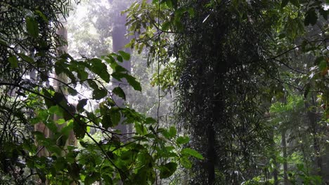 rain falling gently in a lush green forest