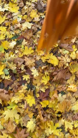 autumn leaves on the ground