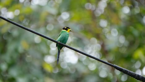 visto desde su parte frontal posado en un alambre y luego mueve la cola hacia arriba y hacia abajo para que el mundo lo vea, pico ancho de cola larga psarisomus dalhousiae, parque nacional khao yai, tailandia