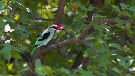 pájaro pescador de bosque encaramado en la rama de un árbol alimentándose de un gran insecto