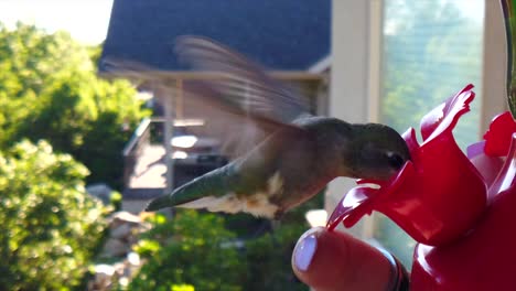 in a backyard in the suburbs, a tiny humming bird with green feathers hovers around a bird feeder in slow motion and takes a drink landing on a human finger next to the hanging sugar water dispenser