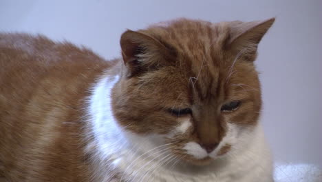 close-up of a geriatric cat