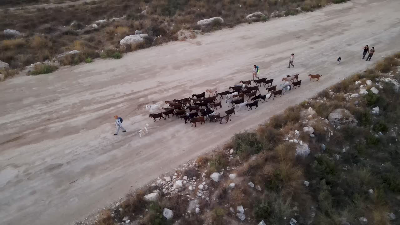 Aerial View of Shepherds Leading a Herd of Goats Down a Dirt Road