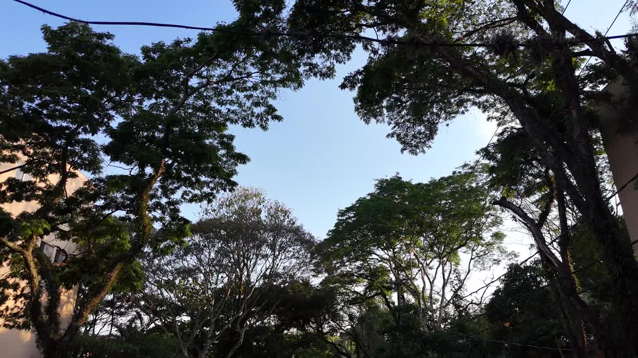 Beautiful drone footage with the camera pointing upward, capturing trees and a lovely blue sky at sunset