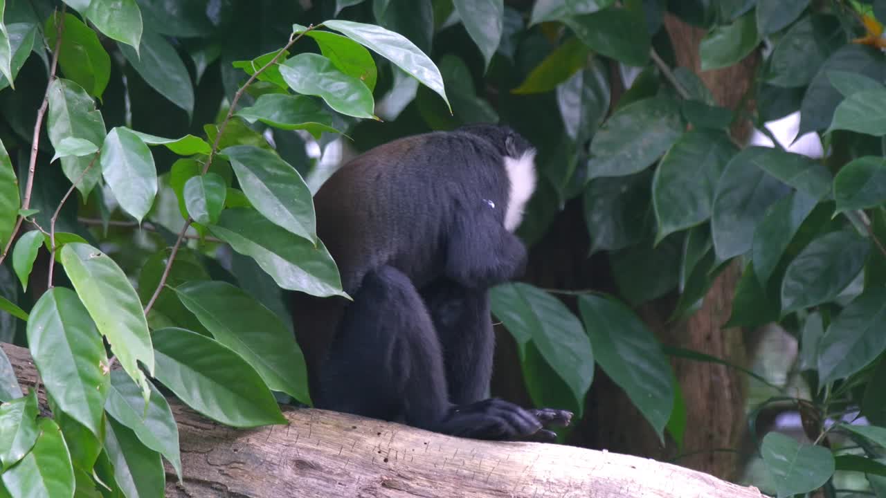 mono de montaña comiendo frutas mientras se sienta en el tronco del árbol