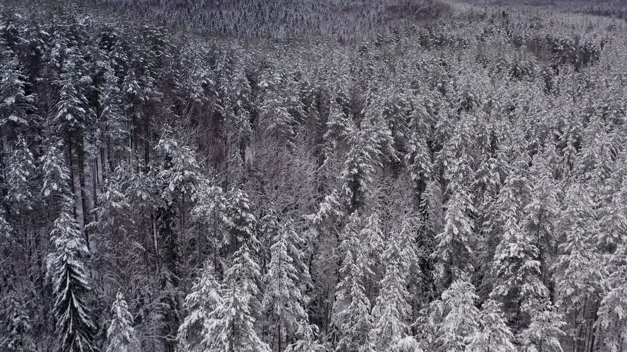 드론이 눈 숲 위를 날아다니며, 나무의 꼭대기, 눈 속의 정상
