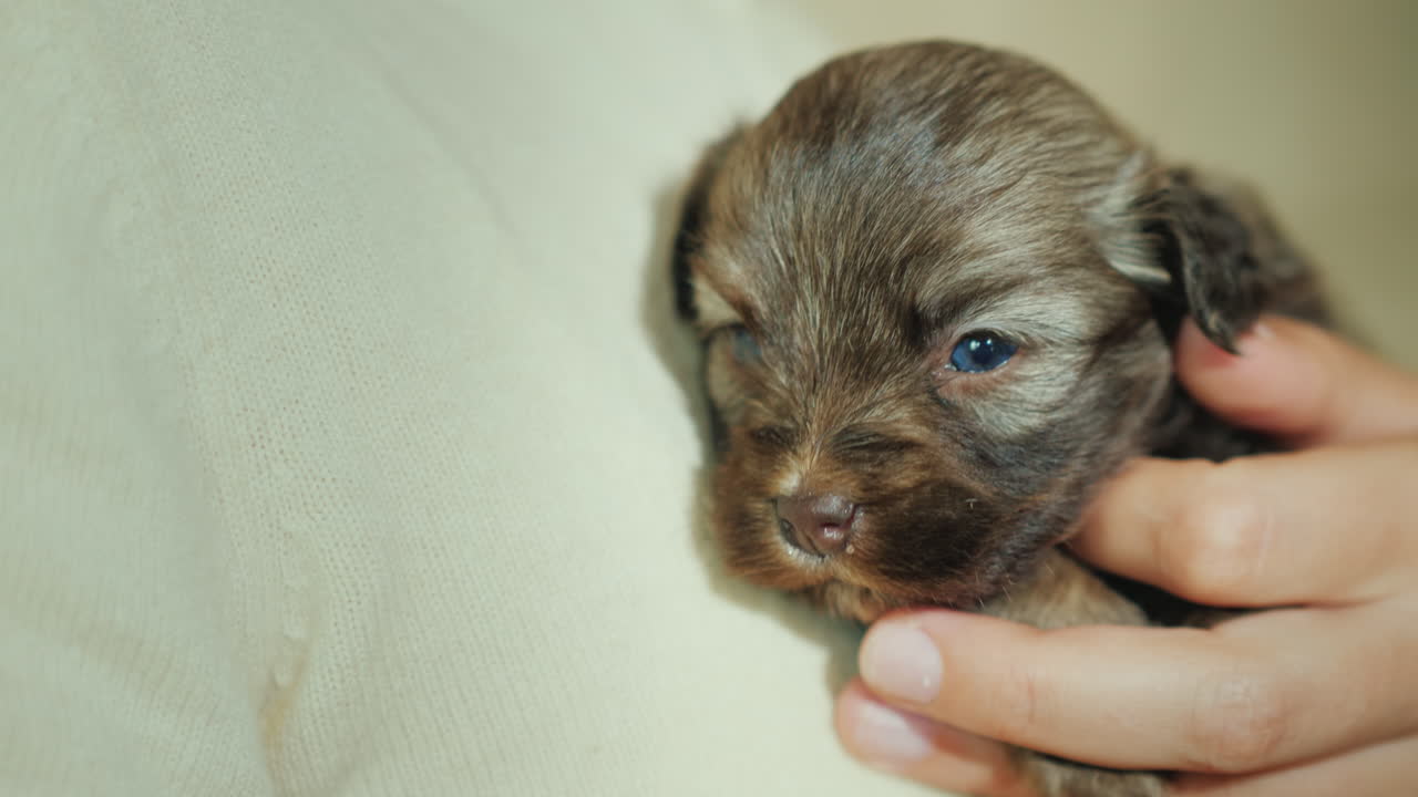 여자는 가슴에 작은 무방비 강아지를 누르십시오