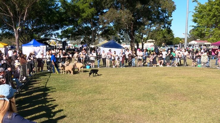 Crowded outdoor event showcasing various dog breeds