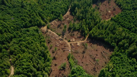 Redwood-Wald-Kahlschlag-Luftaufnahmen-Ziehen-Sich-Zurück