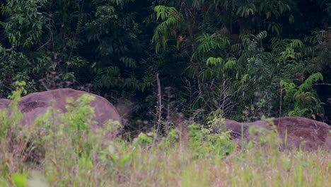 The-Asiatic-Elephants-are-endangered-species-and-they-are-also-residents-of-Thailand