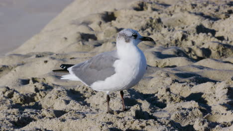 una gaviota apretada disparada al océano