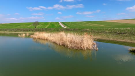 Schilf-Im-Teich---Naturhintergrund---Luftaufnahme-Einer-Drohne