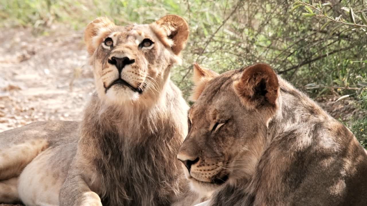 A sweet lion looking up, curiously, at a bird in a tree