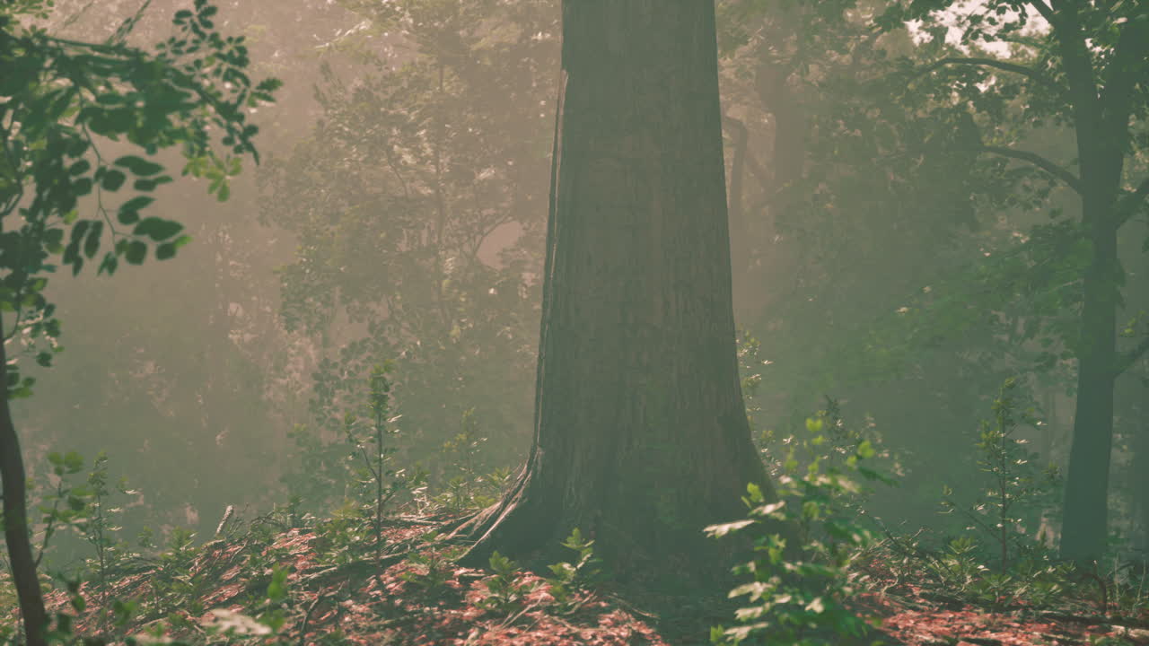 안개 숲의 장면