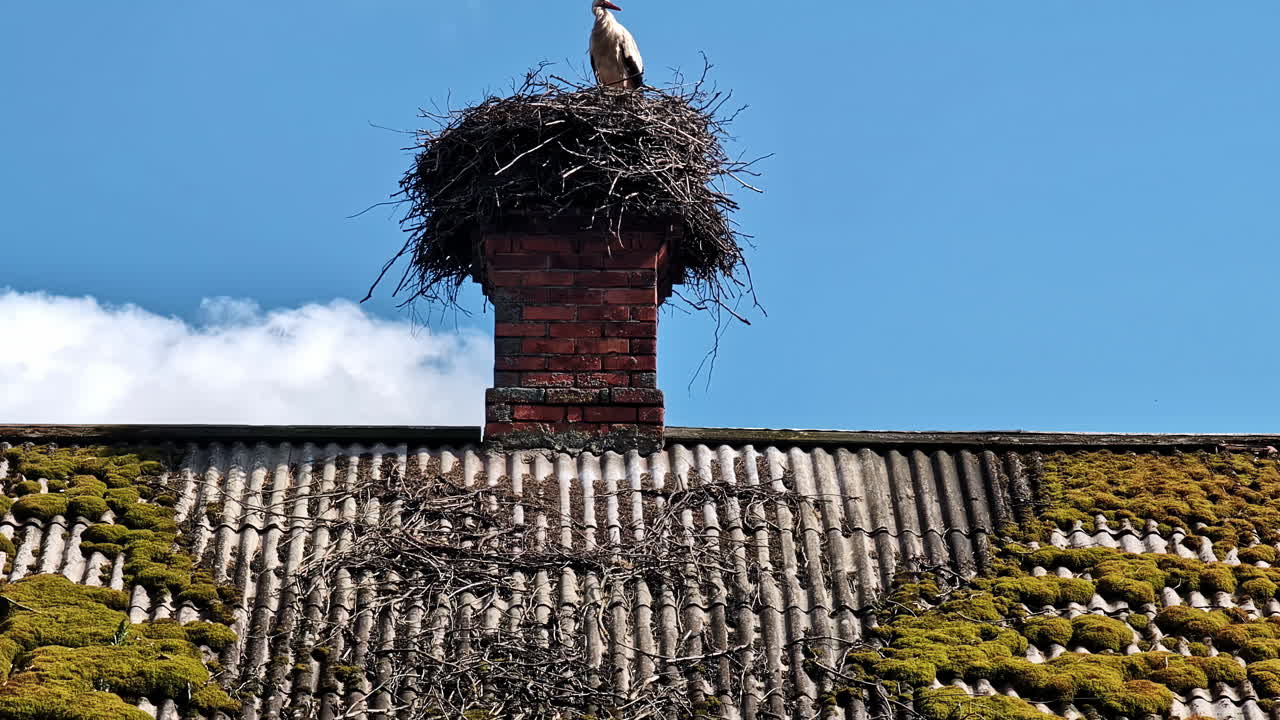 A stork stands proudly on its nest atop a chimney, high above a quiet house roof.