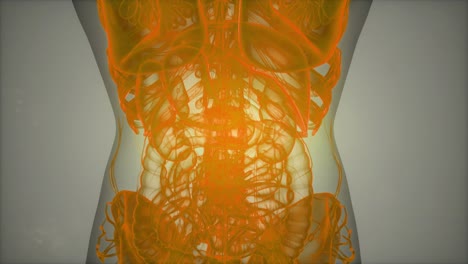 Anatomie-Tomographie-Scan-Des-Menschlichen-Körpers